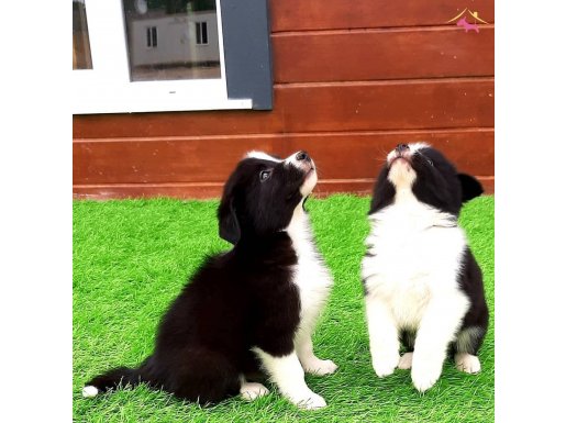 Border Collie Yavruları İstanbul