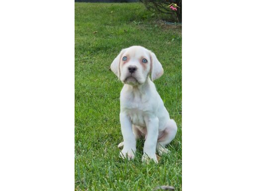 TÜRKİYE’DE TEK BEYAZ CANE CORSA YAVRULARI İSTANBUL