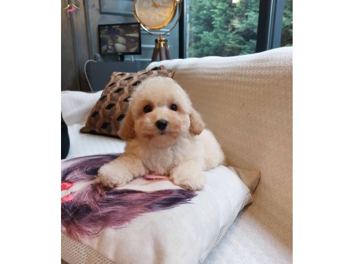 EN GÜZELİ VE SEVİMLİ MALTİPOO YAVRULARI SİZLERİ BEKLİYOR 