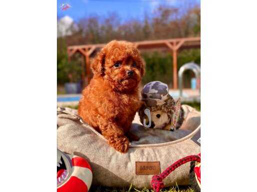 EFSANE POODLE YAVRULARI İSTANBUL 