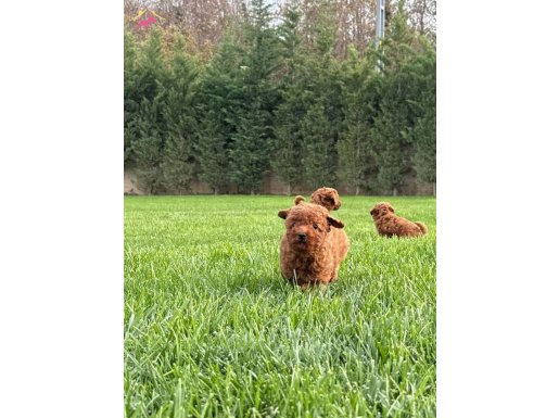 Oyuncu Poodle Yavruları İstanbul 