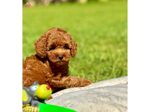 En sevimli Poodle yavrulari 