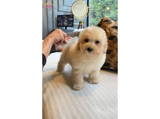 RUHSATLİ ÇİFLİKTEN MALTİPOO YAVRULARİ 