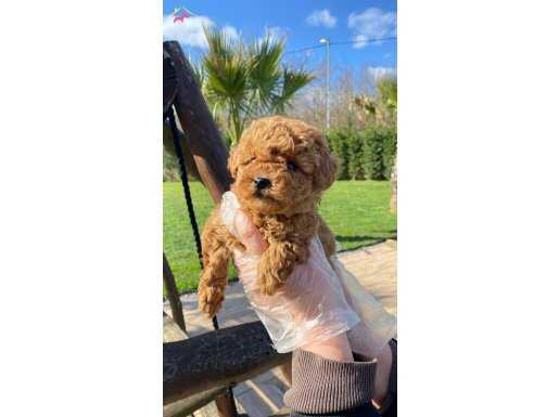 Zekasıyla Fark Yaratan Tüy Dökmeyen Kızıl Toy Poodle Yavruları