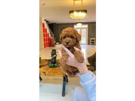 Zekası Ve Hipoalerjenik Yapısıyla Dikkat Çeken Oyuncu Poodle Yavruları