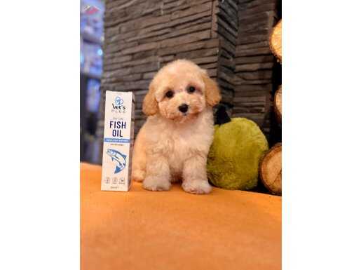 Maltipoo Bebekleri Akıllı ve Sevgi Dolu Yeni Yuvalarını Bekliyor