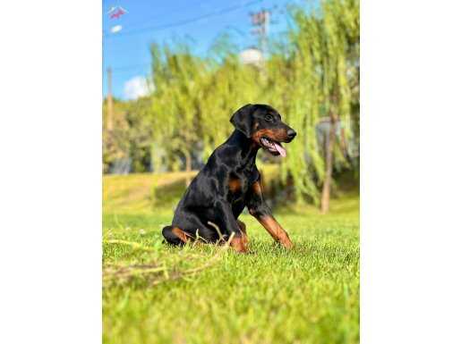 Asil ve Koruyucu Doberman Yavruları 