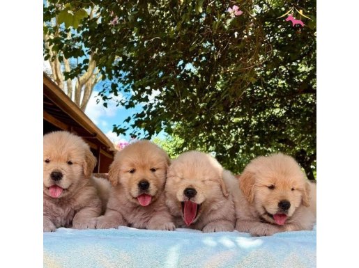 Zekasıyla Hayran Bırakan 3 Aylık Golden Retriever Yavruları Sizleri Bekliyor