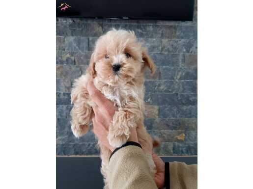 Tüy Dökmeyen Antialerjik Eğitimi Kolay Maltipoo Yavruları
