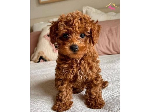 Oyuncak Suratlı Toy Poodle Yavru 