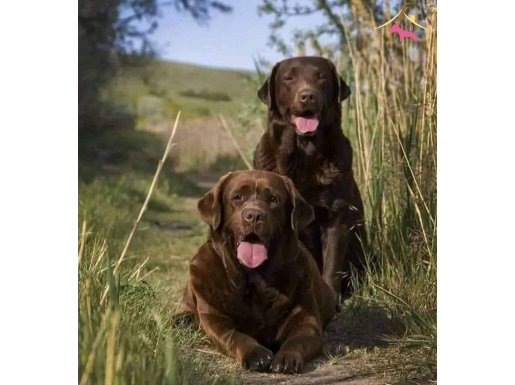 Secereli Labrador Retriever Yavruları 