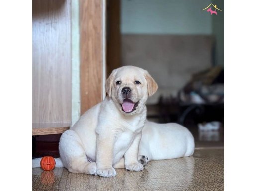 Zeki ve Sosyal Karakterli Labrador Retriever Yavruları