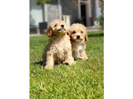 Zeki ve Tüy Dökmeyen Maltipoo Yavruları