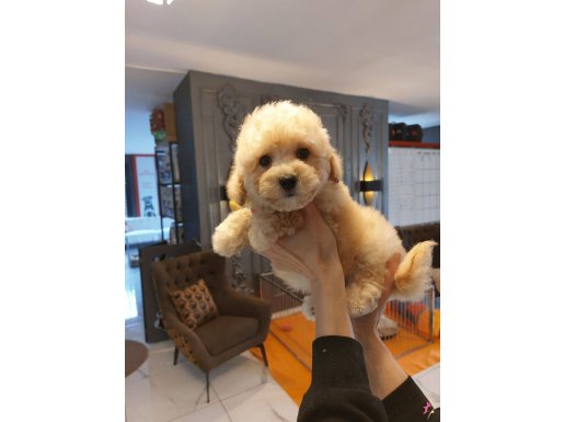 Zeki ve Tüy Dökmeyen Karakteriyle Maltipoo Yavruları