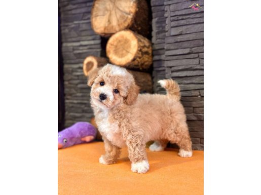 Maltipoo Yavruları ile Hayatınıza Neşe Katın Albatrosdogkennels