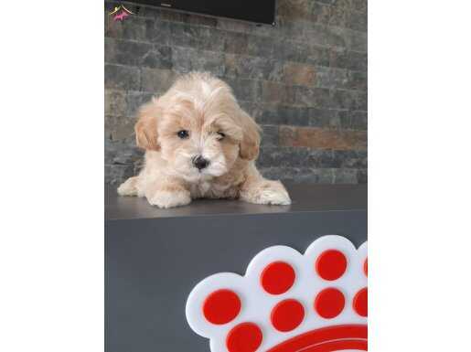 Maltipoo yavruları 