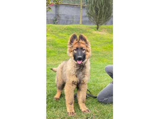 Şecere Kaliteli Alman Çoban Yavruları İstanbul