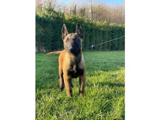 Eğitime Açık Karakterli Secereli Belçika Kurdu Malinois Yavruları