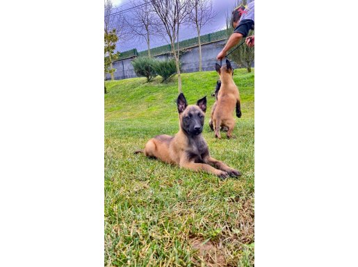 Zeki ve Atik Belçika Malinois Yavruları Köpek Dünyası