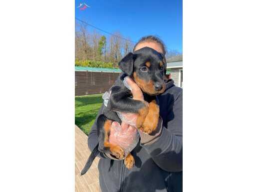 Asil Doberman Yavruları ile Güven Dolu Sadık Bir Arkadaşlık