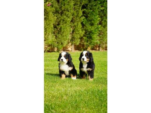 Göz Alıcı Bernese Mountain Dog Yavruları ile Sadık Bir Dostluk