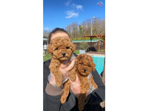 Akıllı ve Tüy Dökmeyen Orijinal Toy Poodle Yavruları