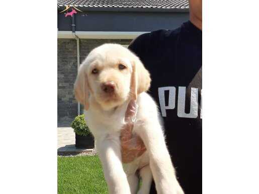 LABRADOR RETRIEVER YAVRULARI ISTANBUL 