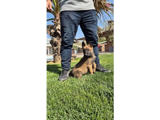 SECERELİ BELÇİKA MALİNOİS YAVRULARI İSTANBUL 