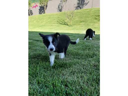 Enerjik Border Collie Yavruları ile Hayatınıza Hareket Katın