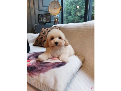 Akıllı ve Tüy Dökmeyen Eğitimli Maltipoo Yavruları