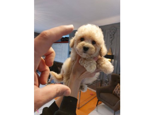 EĞİTİM ÇİFLİĞİNDEN SEVİMLİ DOSTLAR 