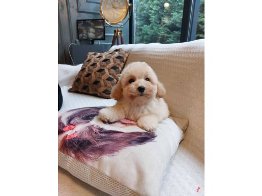 Maltipoo yavruları 