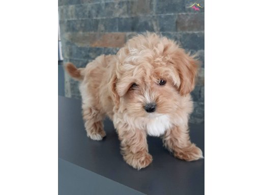 Akıllı ve Tüy Dökmeyen Maltipoo Yavru