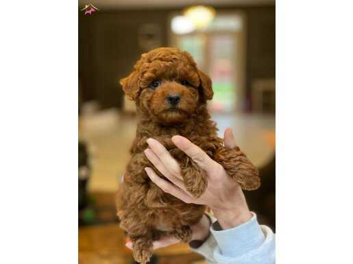 İstanbul Çekmeköy'de 3 Aylık Toy Poodle Yavruları | Akıllı ve Tüy Dökmeyen Dostunuz