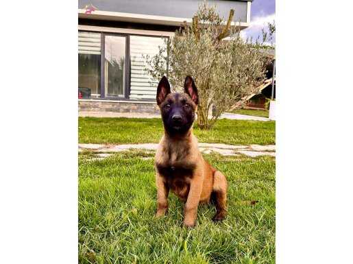 Efsane Belçika yavruları 