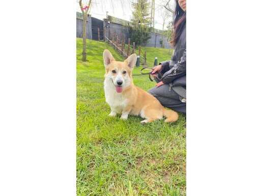 EĞİTİMLİ SECERELİ CORGİ ERKEK 