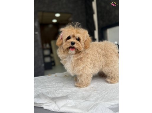 Çekmeköy’de Ailelerin Favorisi Akıllı ve Tüy Dökmeyen 3 Aylık Maltipoo Yavrumuz