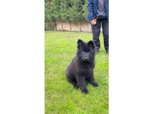 Siyah Kömür Işıltılı Long Hair Alman Çoban Yavrusu İtaat Eğitimi Başlangıçlı