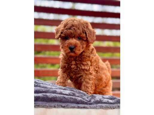 EŞSİZ BİR DENEYİM İÇİN BİZİ ARAMADAN KARAR VERMEYİN 