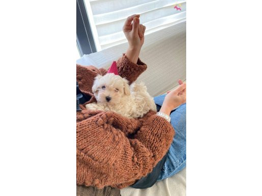 Maltipoo Yavruları Zekası ve Hipoalerjenik Tüy Yapısıyla Yeni Yuvasına Hazır