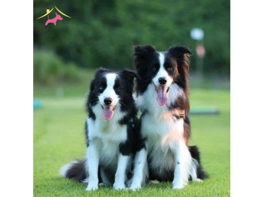 Zeka Küpü Aktif Border Collie Yavruları