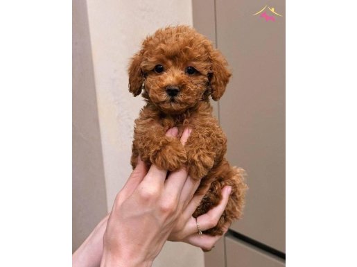 Red Brown Toy Poodle Yavruları İstanbul Çekmeköy