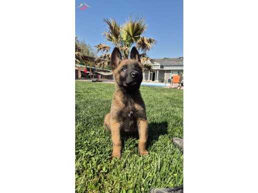 İstanbul'da Karakteri Sağlam Orijinal Belçika Malinois Yavruları
