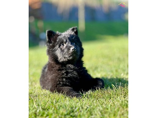 SOLİD BLACK ALMAN ÇOBAN YAVRULARI 