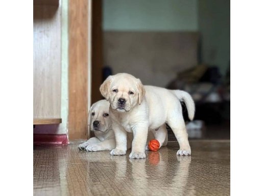 RUHSATLİ ÇİFLİKTEN ÖZEL LABRADOR RETRİEVER YAVRULAR İSTANBUL