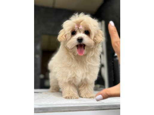EĞİTİMLİ MALTİPOO YAVRULARİ 