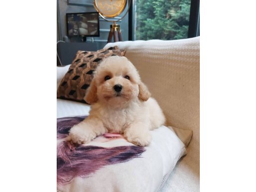 Sağlık ve ırk garantilidir yavrular