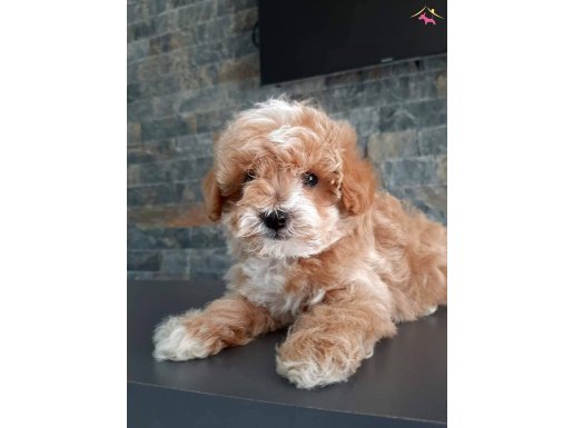Ruhsatlı Çiftlikten Maltipoo Yavruları