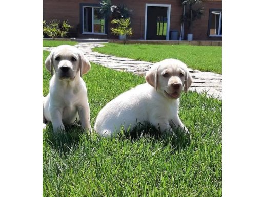 İstanbul'un En Sosyal ve Masum Bakışlı Labrador Yavruları