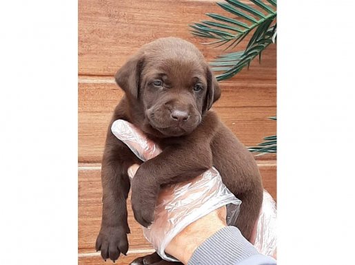 Çekmeköy'de Aile Yaşamına Uyumlu Kahverengi Labrador Yavruları